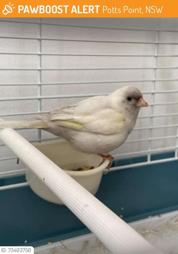Found/Stray Unknown Bird last seen Kings Cross Train Station, Potts Point, NSW 2011