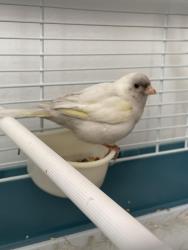 Found/Stray Unknown Bird last seen Kings Cross Train Station, Potts Point, NSW 2011