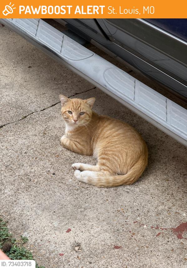 Found/Stray Unknown Cat last seen Normandie Golf Course, St. Louis, MO 63121