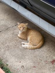 Found/Stray Unknown Cat last seen Normandie Golf Course, St. Louis, MO 63121