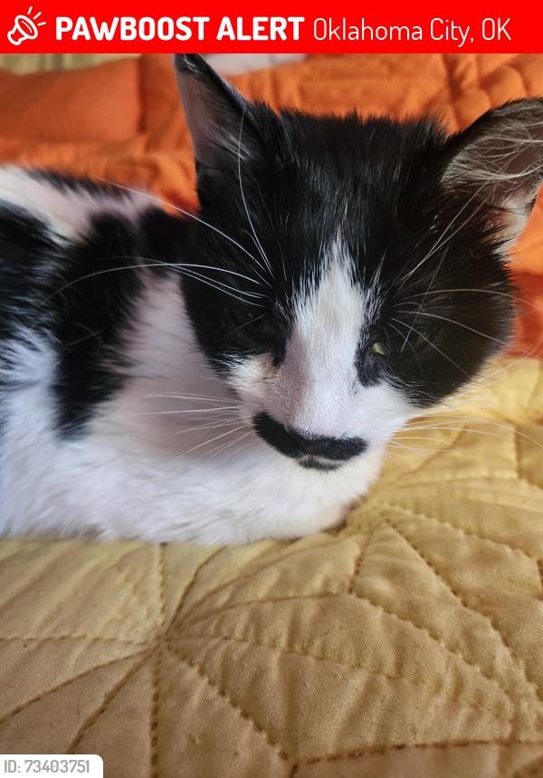 Lost Female Cat last seen Penn Ave. and Johnston Rd, Oklahoma City, OK 73119