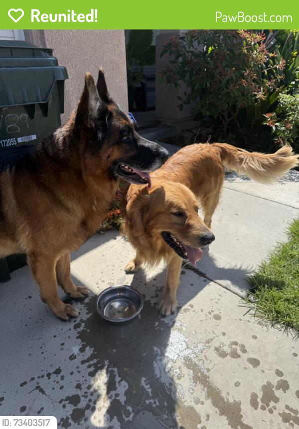 Reunited Male Dog last seen Near Avenal Pl, Fontana, CA 92336, USA, Fontana, CA 92336