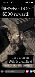 Lost Male Dog last seen Lehigh ave, Philadelphia, PA 19132