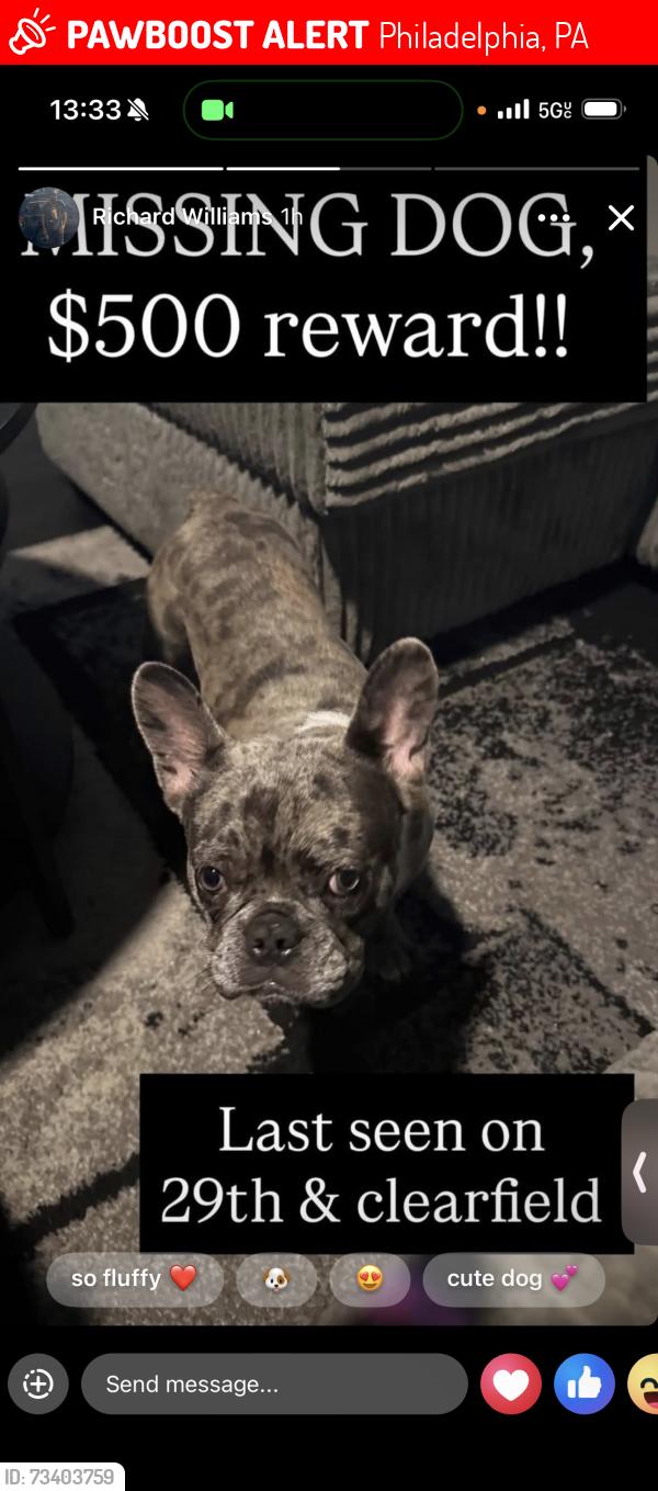 Lost Male Dog last seen Lehigh ave, Philadelphia, PA 19132