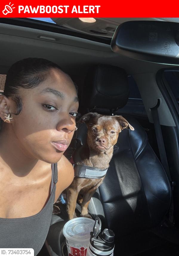 Lost Male Dog last seen Near Black Horse pike Blackwood NJ, Washington Township, NJ 08012