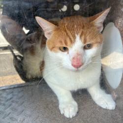 Shelter Stray Unknown Cat last seen , 980 Guilford College Rd, Greensboro, NC 27409, USA