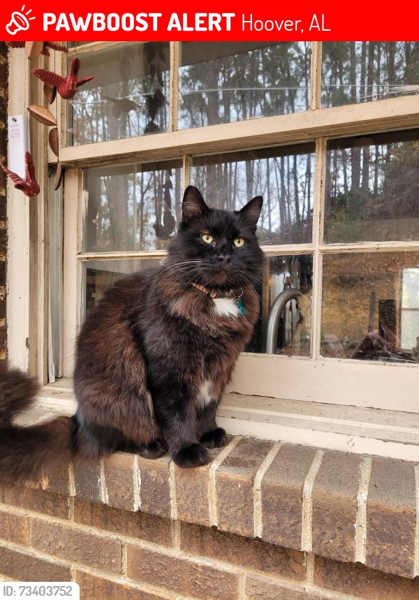 Lost Male Cat last seen Hoover Country Club, Hoover, AL 35226