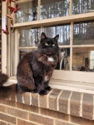 Lost Male Cat last seen Hoover Country Club, Hoover, AL 35226