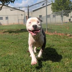 Shelter Stray Male Dog last seen , 328 Furman Hall Rd, Greenville, SC 29609, USA