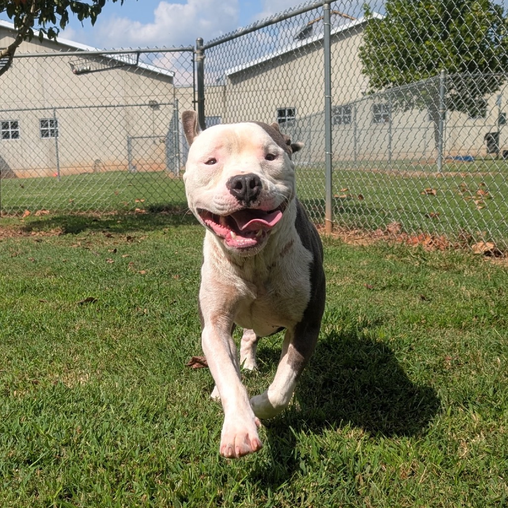 Shelter Stray Male Dog last seen , 328 Furman Hall Rd, Greenville, SC 29609, USA