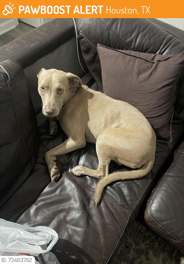 Found/Stray Female Dog last seen Valero refinery, Houston, TX 77012