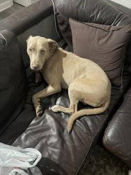 Found/Stray Female Dog last seen Valero refinery, Houston, TX 77012
