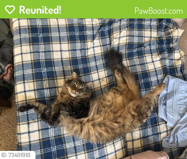 Reunited Male Cat last seen 82nd PL NE, Kenmore, WA 98028