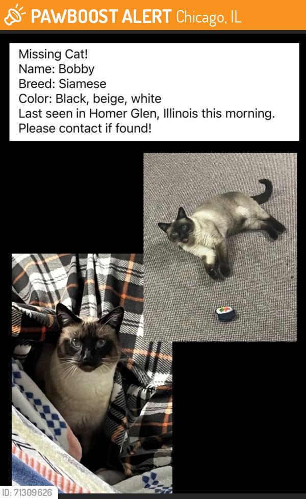 Found/Stray Male Cat last seen W Dublin Dr & S Monaghan Rd, Chicago, IL 60612