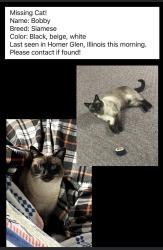 Found/Stray Male Cat last seen W Dublin Dr & S Monaghan Rd, Chicago, IL 60612