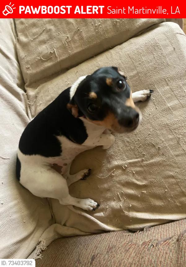 Lost Female Dog last seen Granger Rd, Saint Martinville, LA 70582