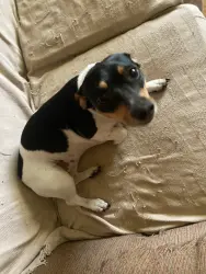 Lost Female Dog last seen Granger Rd, Saint Martinville, LA 70582