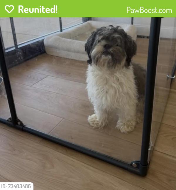 Reunited Male Dog last seen Westchester and Franconia, Alexandria, VA 22310