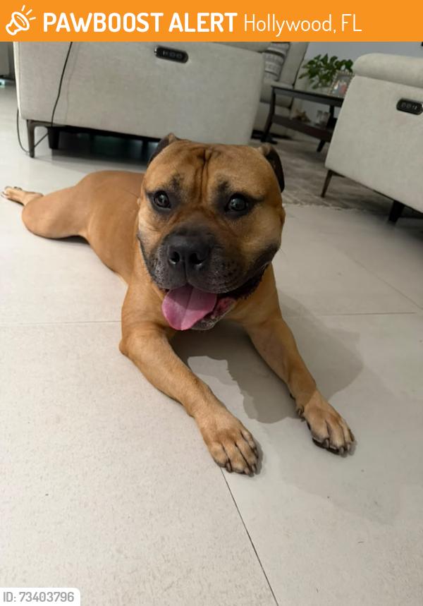 Found/Stray Male Dog last seen Sterling rd and Davie rd ext., Hollywood, FL 33312