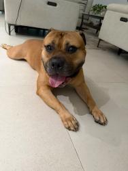 Found/Stray Male Dog last seen Sterling rd and Davie rd ext., Hollywood, FL 33312