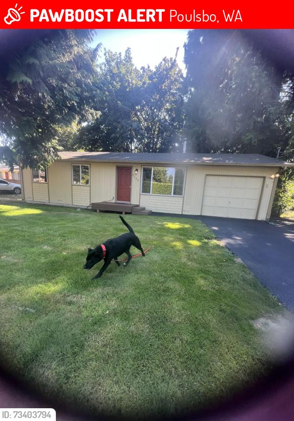 Lost Female Dog last seen Near ne front st, Poulsbo, WA 98370