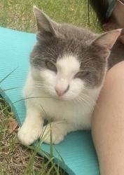 Lost Male Cat last seen Bards Wood Ln and Crawfordville Hwy, Tallahassee, FL 32305, Tallahassee, FL 32305