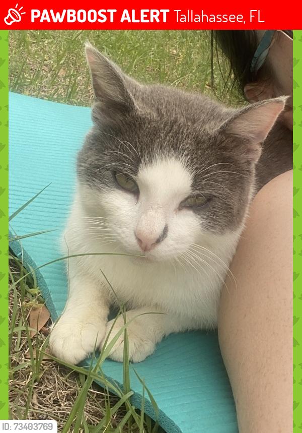Lost Male Cat last seen Bards Wood Ln and Crawfordville Hwy, Tallahassee, FL 32305, Tallahassee, FL 32305