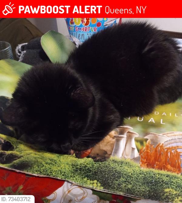 Lost Female Cat last seen Near 66th St Woodside, NY 11377, Queens, NY 11377
