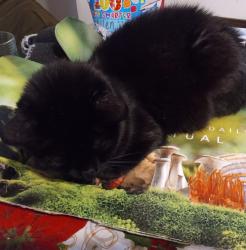 Lost Female Cat last seen Near 66th St Woodside, NY 11377, Queens, NY 11377