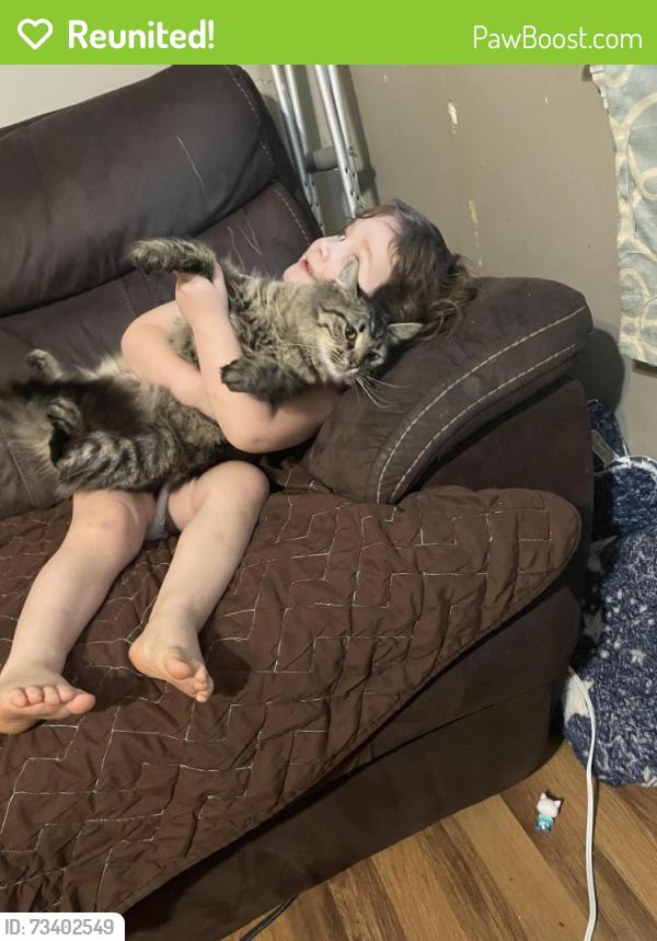 Reunited Female Cat last seen Hancock rd, Chattanooga, TN 37416
