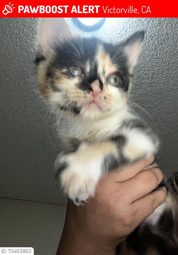 Lost Female Cat last seen La mesa dr, Victorville, CA 92395