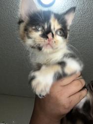 Lost Female Cat last seen La mesa dr, Victorville, CA 92395