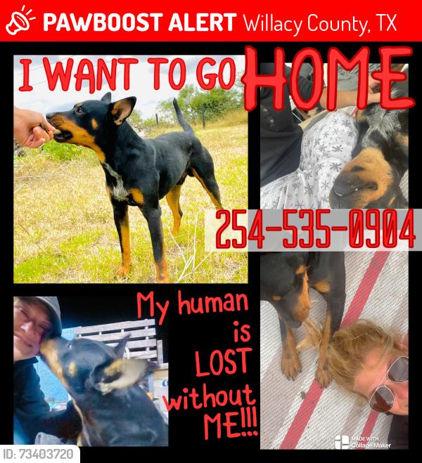 Lost Male Dog last seen Near Cemetery road Raymondville TX, Willacy County, TX 78580