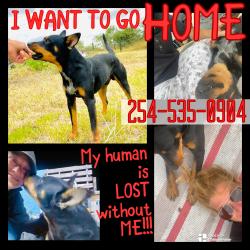 Lost Male Dog last seen Near Cemetery road Raymondville TX, Willacy County, TX 78580