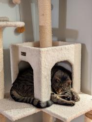 Lost Male Cat last seen Park St, San Francisco, CA 94110