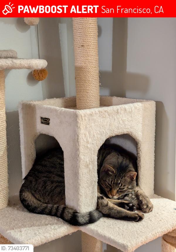 Lost Male Cat last seen Park St, San Francisco, CA 94110