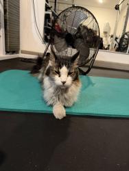 Found/Stray Male Cat last seen W Ford Ave and S Monte Cristo Way, Enterprise, NV 89123
