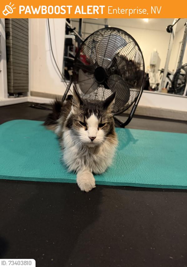 Found/Stray Male Cat last seen W Ford Ave and S Monte Cristo Way, Enterprise, NV 89123