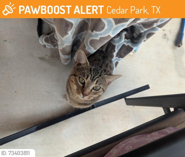 Found/Stray Male Cat last seen Baghdad, Cedar Park, TX 78613