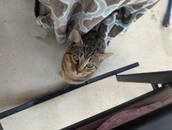 Found/Stray Male Cat last seen Baghdad, Cedar Park, TX 78613