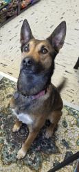 Reunited Female Dog last seen Wooten rd, Catoosa County, GA 30736