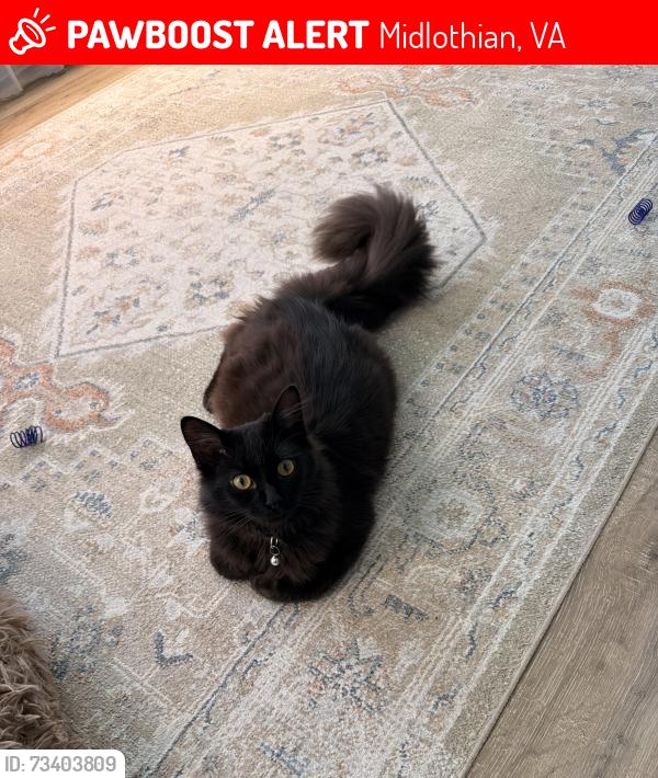 Lost Female Cat last seen Otterdale rd, Midlothian, VA 23112