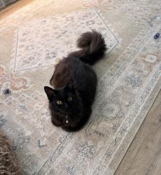 Lost Female Cat last seen Otterdale rd, Midlothian, VA 23112