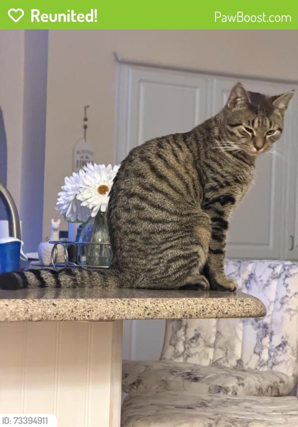 Reunited Male Cat last seen Kilmer way, Hudson, FL 34667