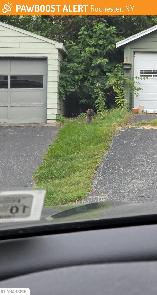 Found/Stray Unknown Dog last seen Tavos- Merchants Rd, Rochester, NY 14609