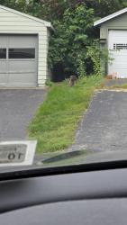 Found/Stray Unknown Dog last seen Tavos- Merchants Rd, Rochester, NY 14609