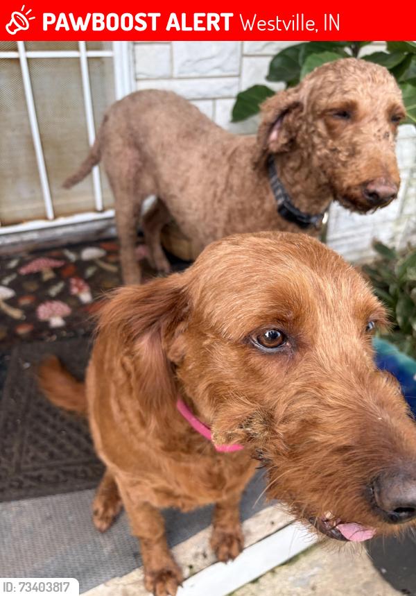 Lost Female Dog last seen Westville high school, Westville, IN 46391