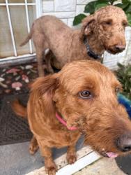 Lost Female Dog last seen Westville high school, Westville, IN 46391