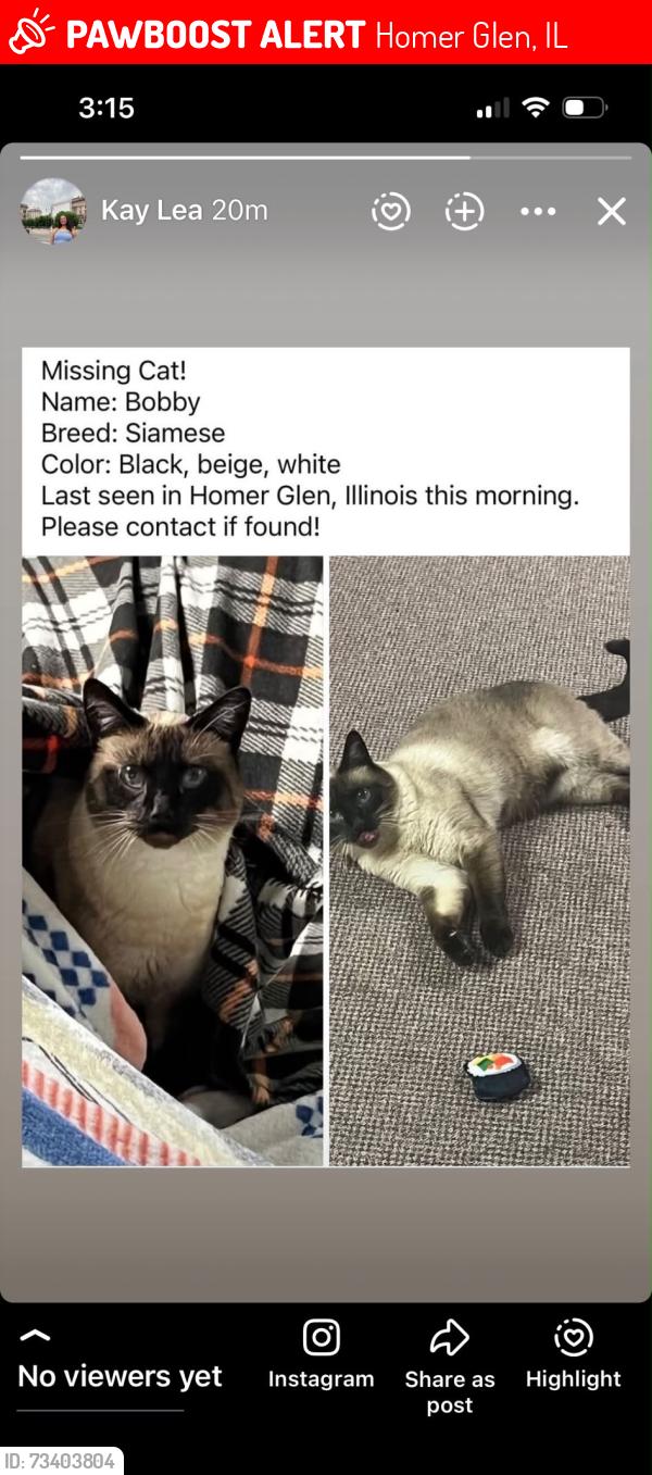 Lost Male Cat last seen Dublin dr, Homer Glen, IL 60491
