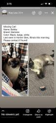Lost Male Cat last seen Dublin dr, Homer Glen, IL 60491